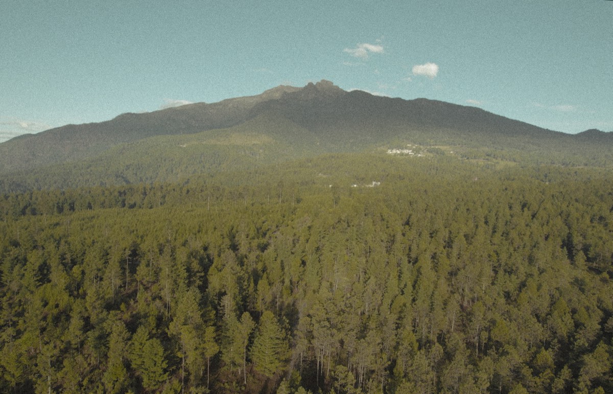 Bosque y montaña vistos desde el aire