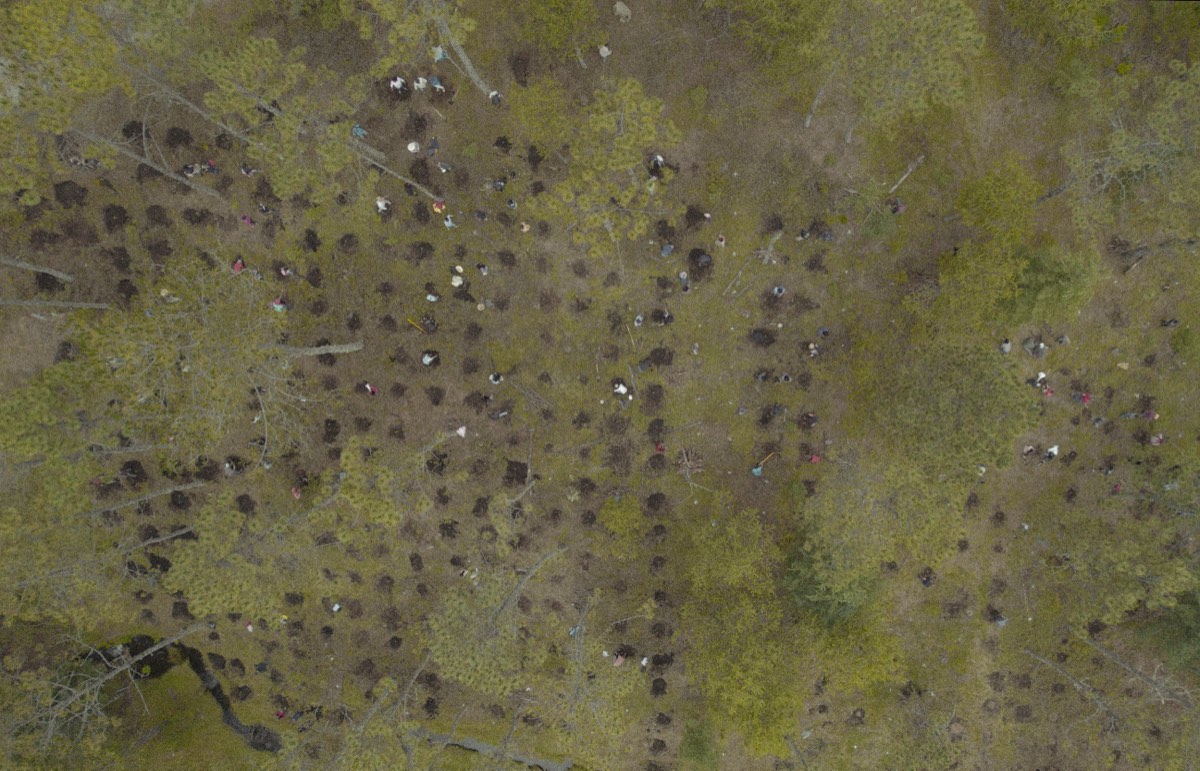 Vista cenital de un bosque en proceso de monitoreo