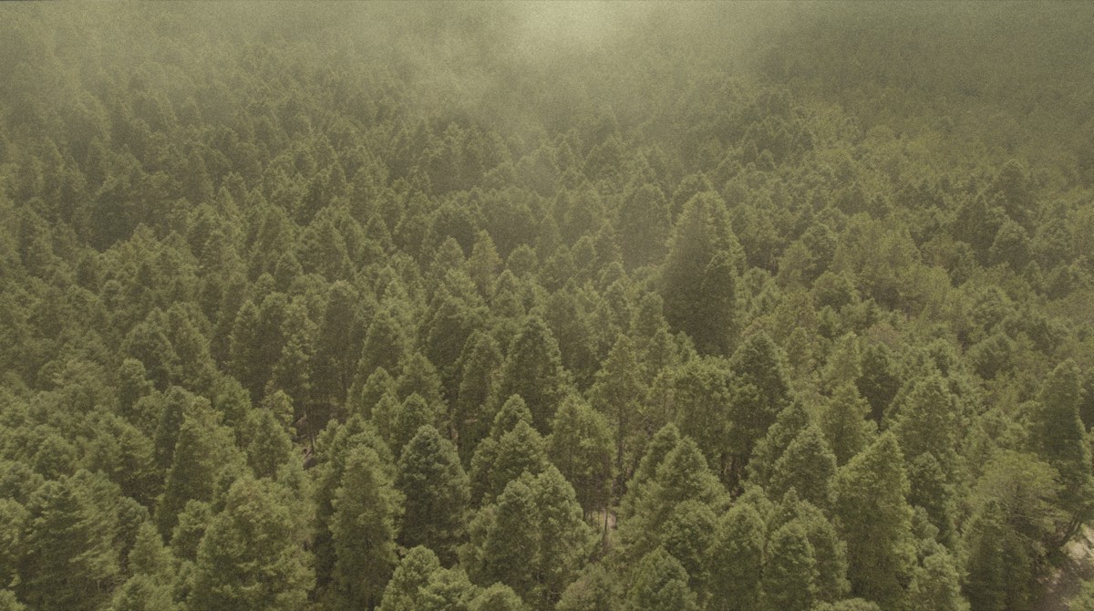 Vista aérea de un bosque